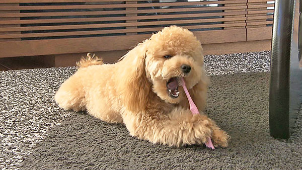さくら きょうのわんこ 写真4