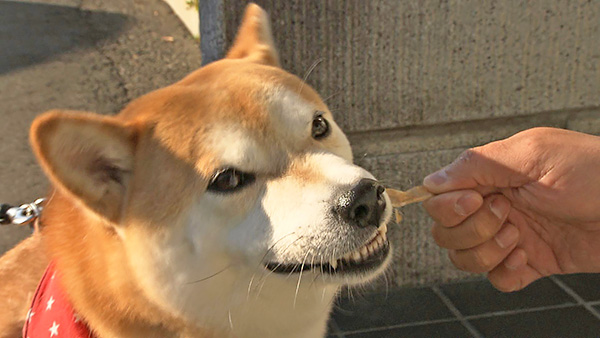 ごんまる きょうのわんこ 写真1