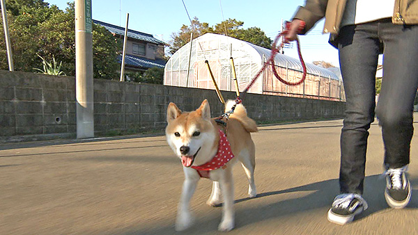 ごんまる きょうのわんこ 写真2