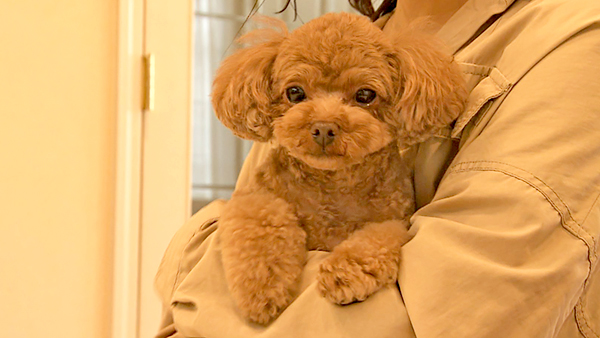 ハニー きょうのわんこ 写真1