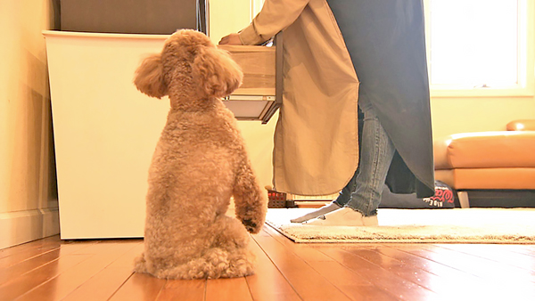 ハニー きょうのわんこ 写真4