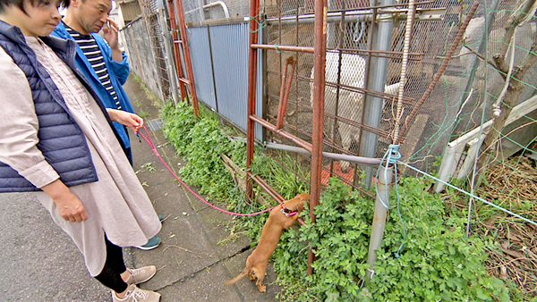 クロエ きょうのわんこ 写真4