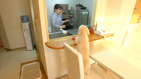 マリン きょうのわんこ 写真2
