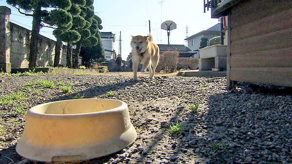 メリー きょうのわんこ 写真2