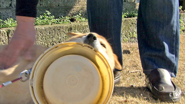 メリー きょうのわんこ 写真3