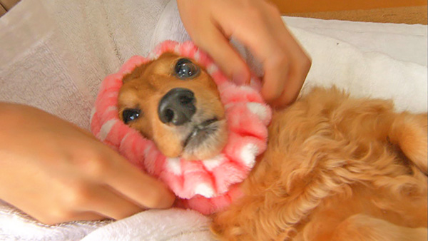 ココア きょうのわんこ 写真3