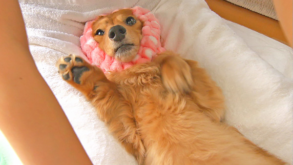 ココア きょうのわんこ 写真5