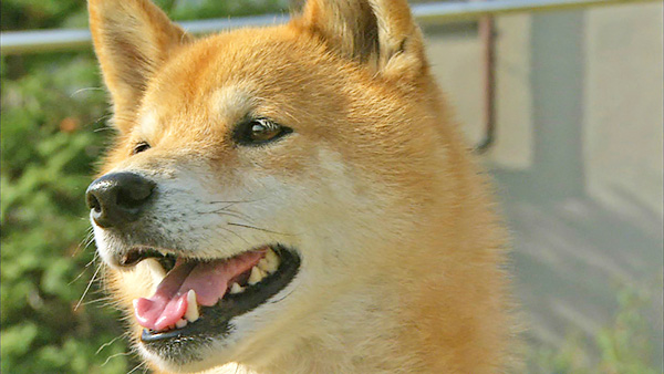 そら きょうのわんこ 写真1