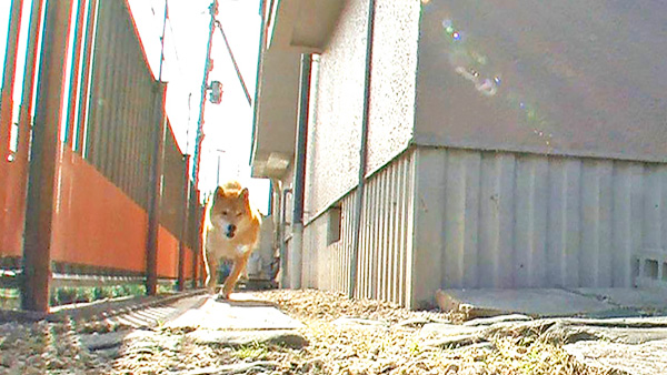 そら きょうのわんこ 写真3