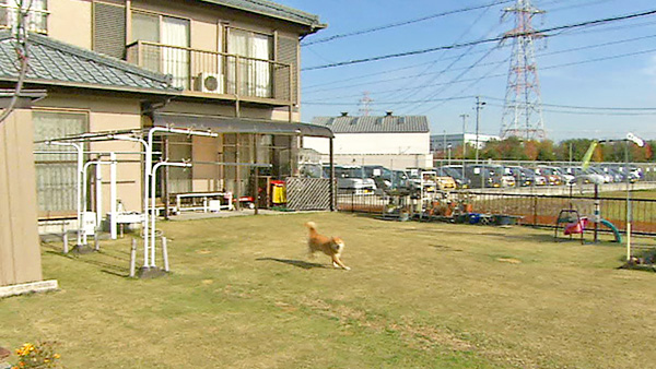 そら きょうのわんこ 写真4