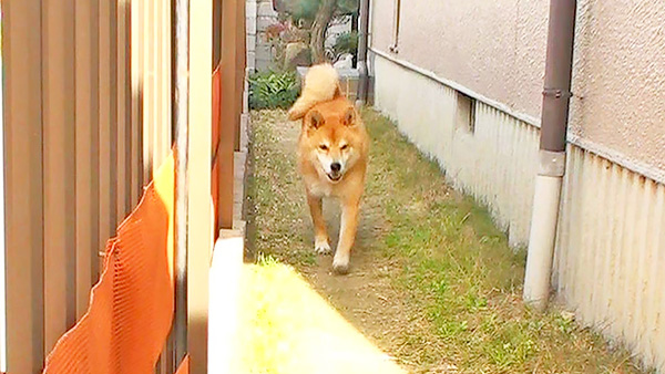 そら きょうのわんこ 写真6