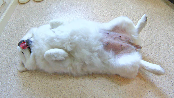 クララ きょうのわんこ 写真4