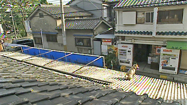 レジェンド 570 ばん めざましテレビ きょうのわんこ フジテレビ レジェンド 570 ばん めざましテレビ きょうのわんこ フジテレビ