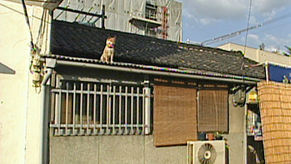 レジェンド 570 ばん めざましテレビ きょうのわんこ フジテレビ レジェンド 570 ばん めざましテレビ きょうのわんこ フジテレビ