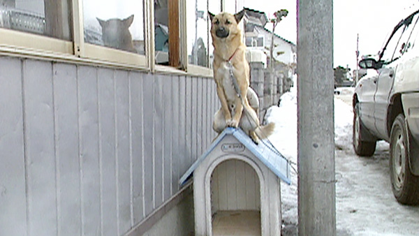 ジロー きょうのわんこ 写真3