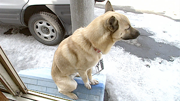 ジロー きょうのわんこ 写真4