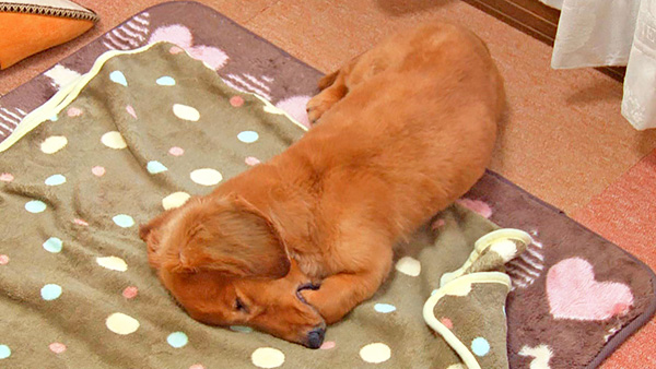 しょこた きょうのわんこ 写真4
