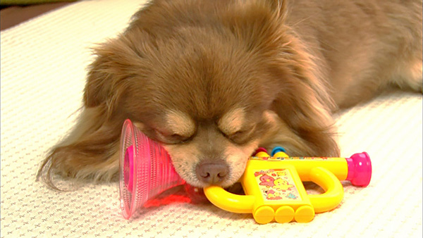 チョコ きょうのわんこ 写真2
