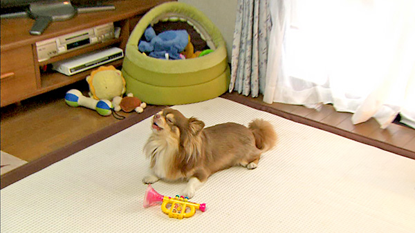 チョコ きょうのわんこ 写真5
