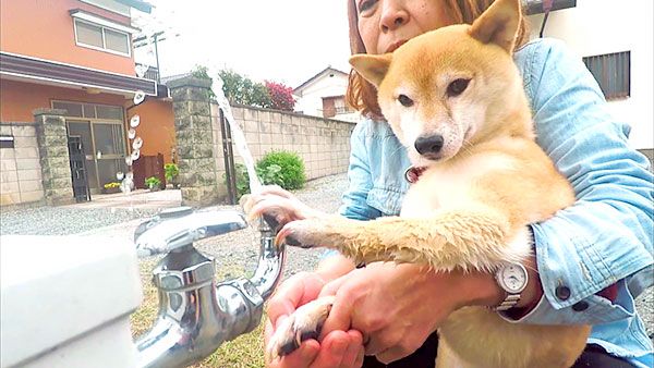 花 きょうのわんこ 写真4