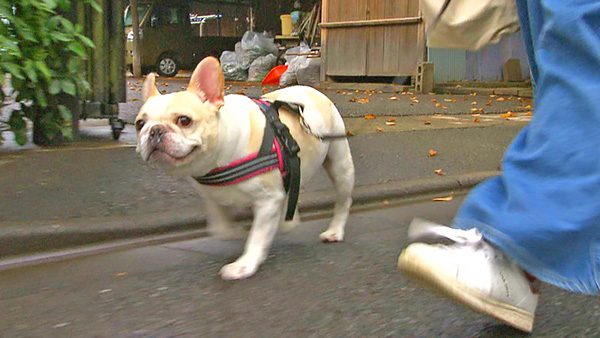 ピグ きょうのわんこ 写真5