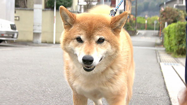 サン太 きょうのわんこ 写真1