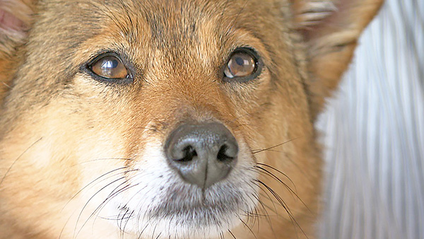 カイ きょうのわんこ 写真1