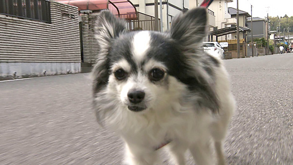 コロネ きょうのわんこ 写真1
