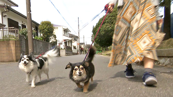 コロネ きょうのわんこ 写真2
