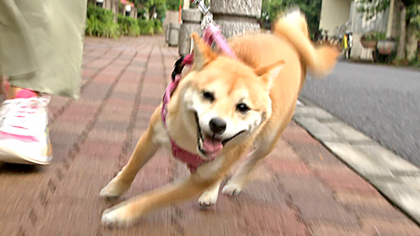 むぎ きょうのわんこ 写真1