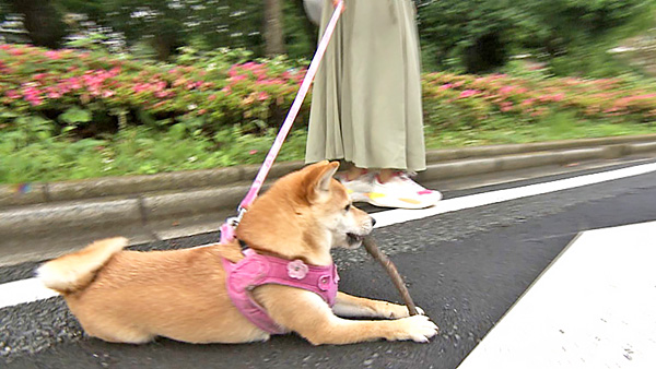 むぎ きょうのわんこ 写真2
