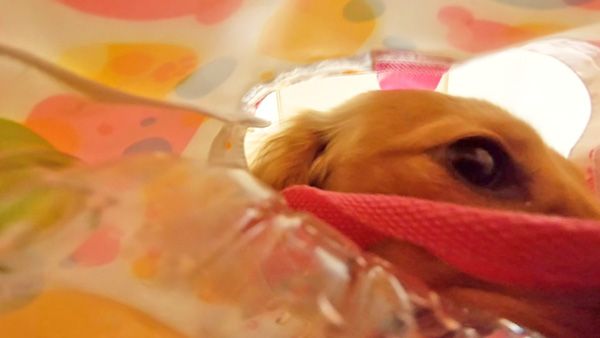 ゆず きょうのわんこ 写真2