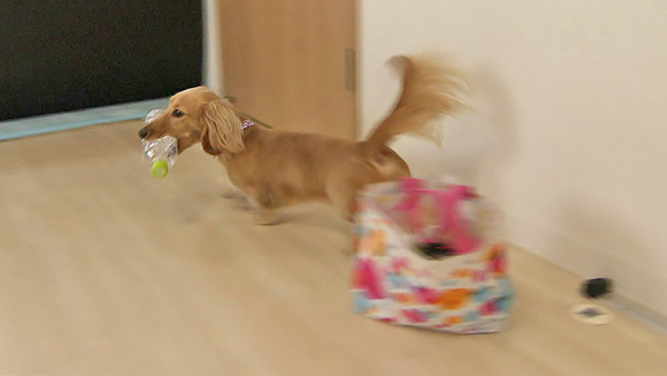 ゆず きょうのわんこ 写真3