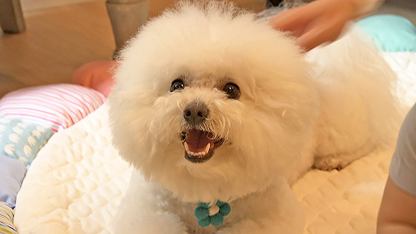 わたまる きょうのわんこ 写真1