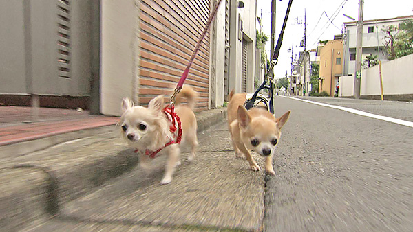 もか きょうのわんこ 写真2