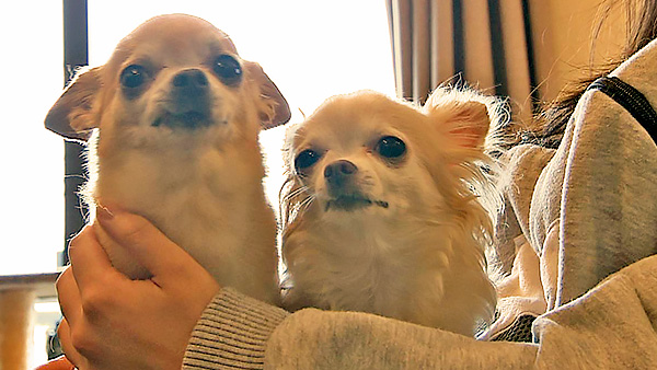 もか きょうのわんこ 写真3