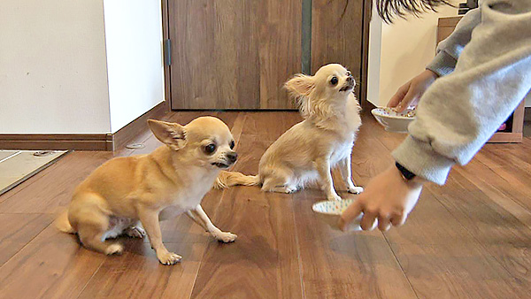 もか きょうのわんこ 写真4