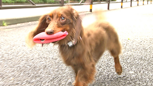 ぴのこ きょうのわんこ 写真4