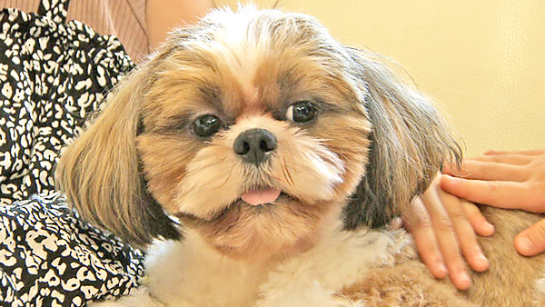 モカ きょうのわんこ 写真1
