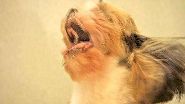 モカ きょうのわんこ 写真4