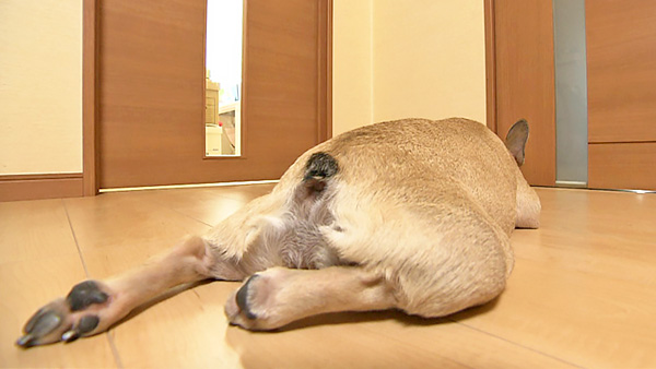 ぶー きょうのわんこ 写真2