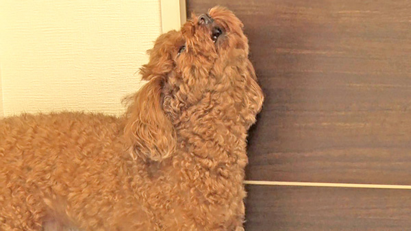 MAKANA・KOA きょうのわんこ 写真5