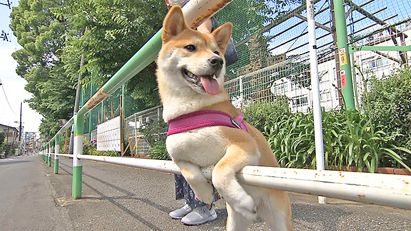 令 きょうのわんこ 写真5