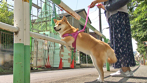 令 きょうのわんこ 写真6