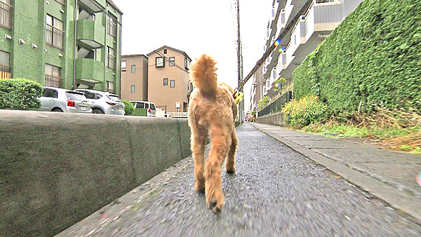 アンディ きょうのわんこ 写真3