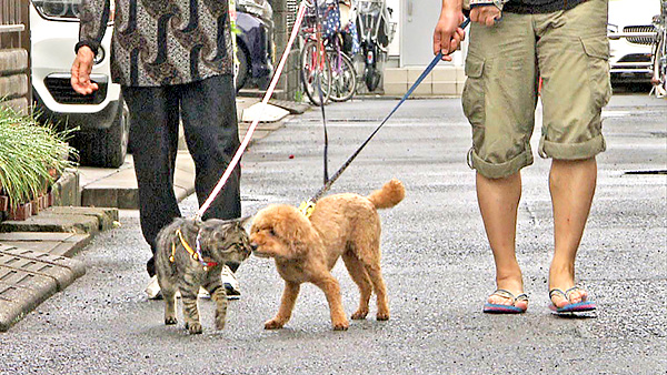 アンディ きょうのわんこ 写真6