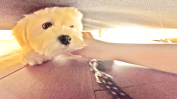 トト きょうのわんこ 写真5