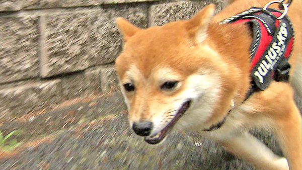 いち きょうのわんこ 写真1
