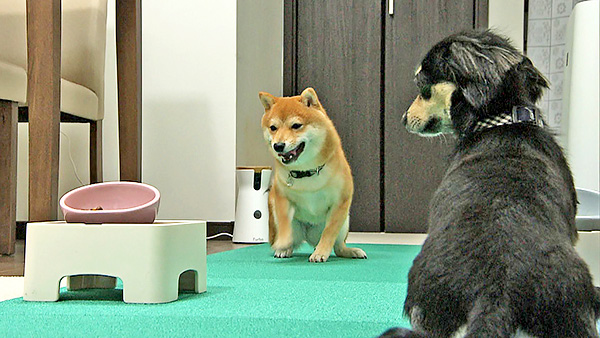 いち きょうのわんこ 写真4