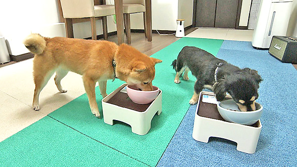 いち きょうのわんこ 写真6